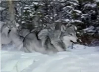 Sparkling wolf